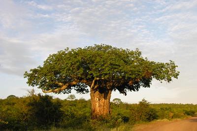 Baobab tree